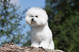 BICHON FRISE 418